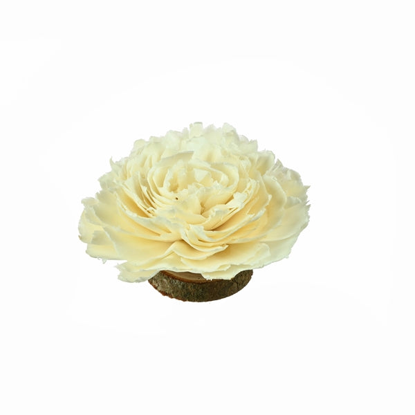 Pre Order Sola cabbage rose 12 cm in box natural natural, box x 24