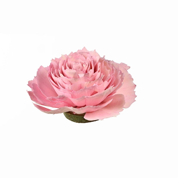 Pre Order Sola cabbage rose 12 cm in box pink pink, box x 24
