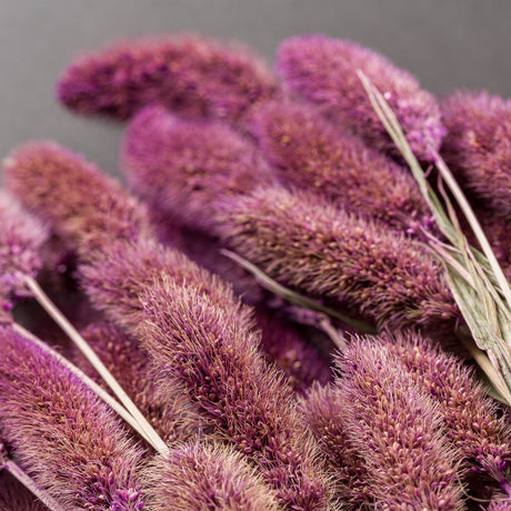 Setaria Grass, Purple, Bunch, 65cm