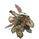 Caladium Plant, Vital Greens, H40cm