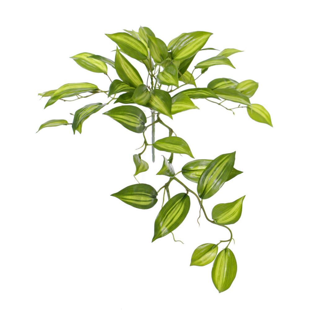 Vanilla planifolia, variegated Green Leaves, 45cm Diameter