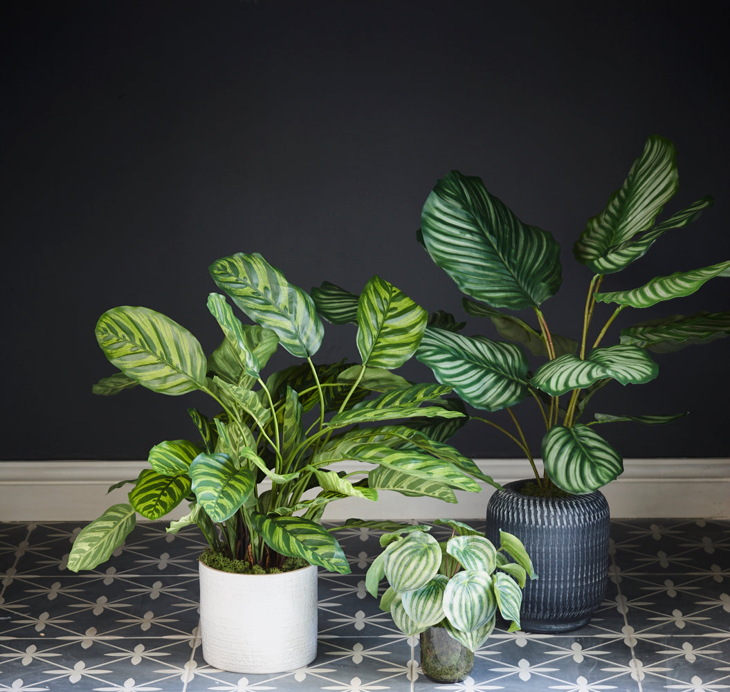 Calathea orbifolia, Artificial, Natural Touch Leaves 76cm