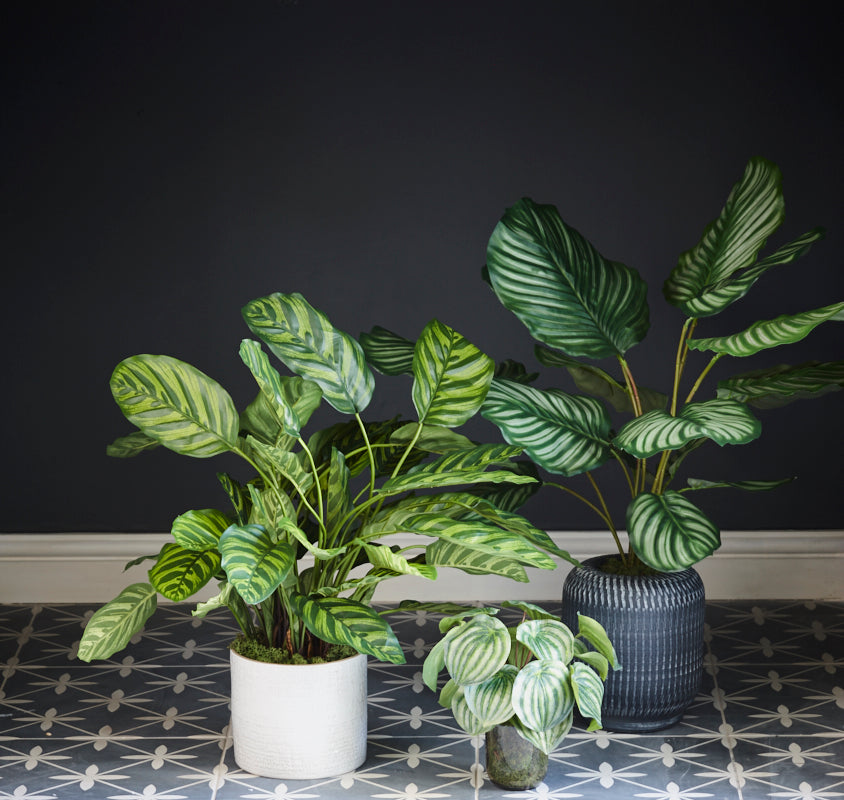 Calathea makoyana, Artificial, 65cm Ø x 67cm, in Pot