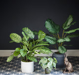 Calathea orbifolia, Artificial, Natural Touch Leaves 76cm