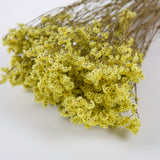 Limonium, Dried, Natural Yellow, 60cm