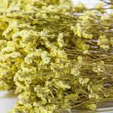 Limonium, Dried, Natural Yellow, 60cm