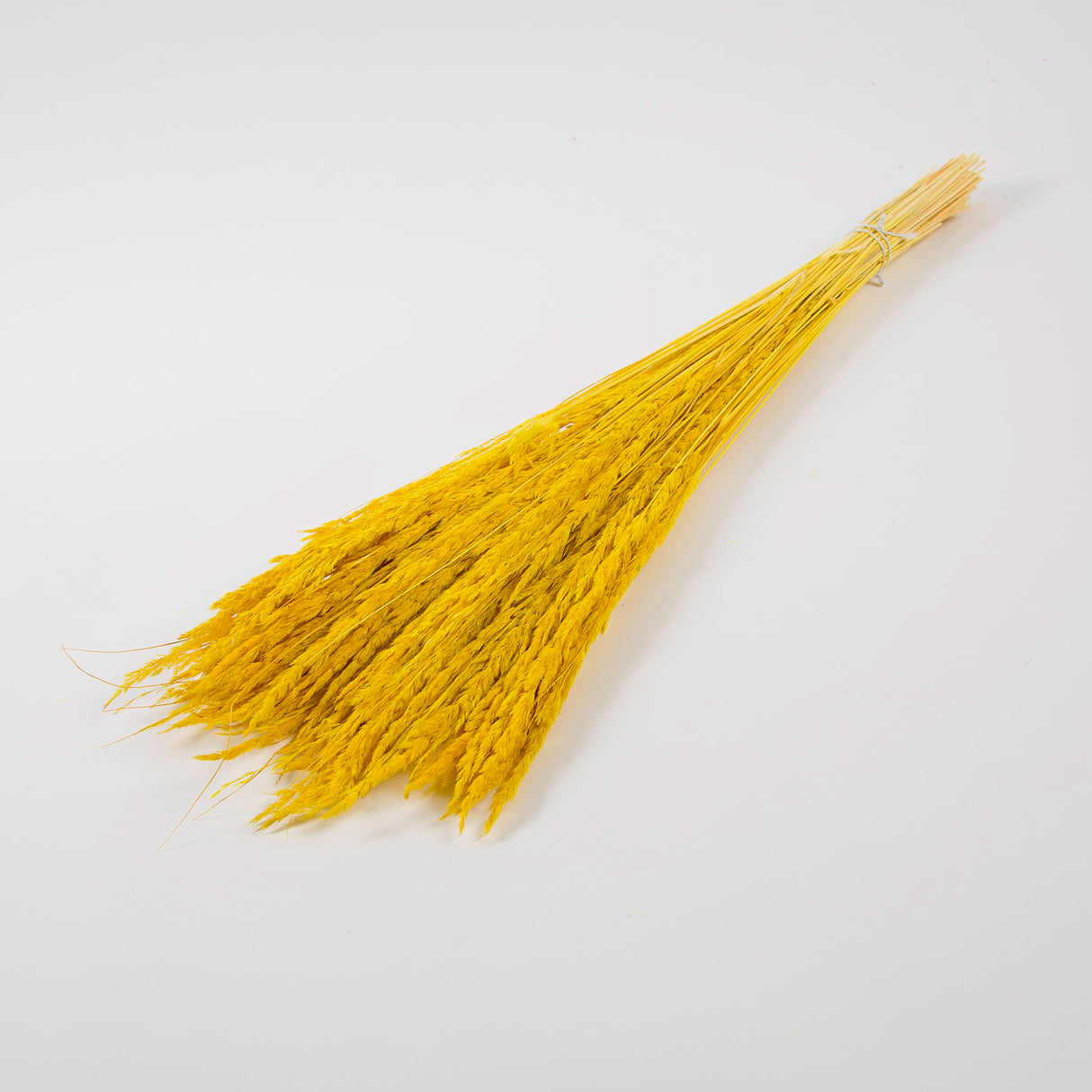 Piumetta grass yellow