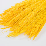 Piumetta Christina Grass, Dried, Yellow