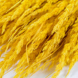 Piumetta Christina Grass, Dried, Yellow