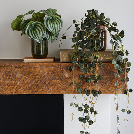 Peperomia Argyreia, Artificial, 25cm