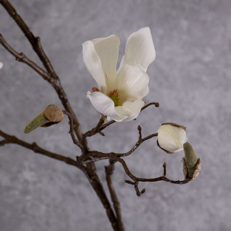 Blossom - Magnolia Branch, Cream, 107cm