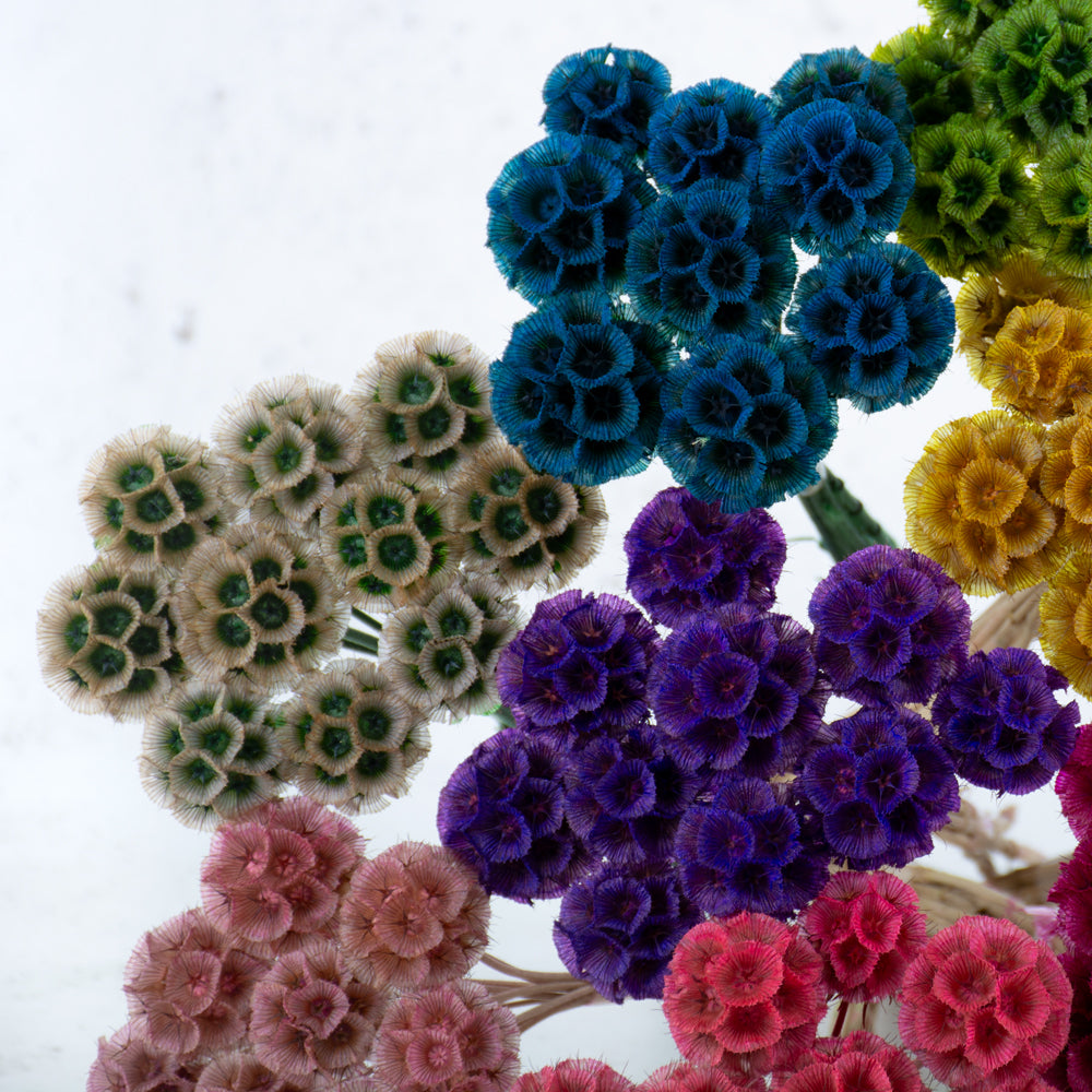 A group of scabious bunches in lots of different bright colours