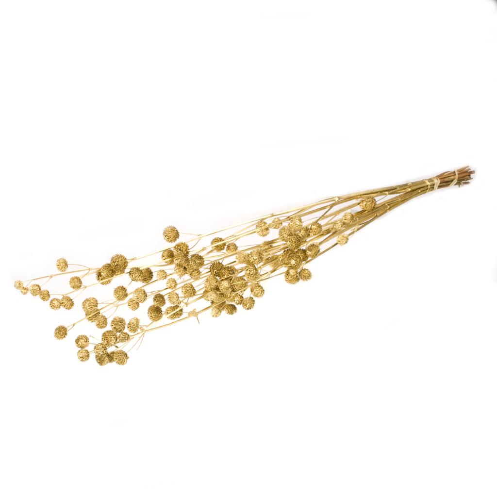 Calicarpa, Gold, Bunch, 70cm