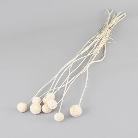 Craspedia, Bleached White, Bunch x 10 stems