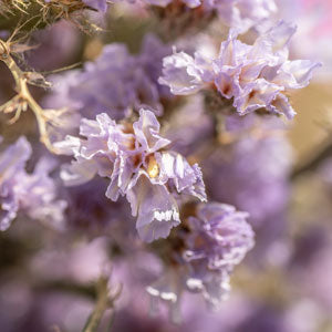 Statice sinuata, Natural Lilac