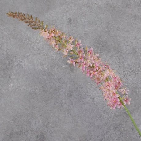 Eremurus, Foxtail Lily, Light Pink, 132cm