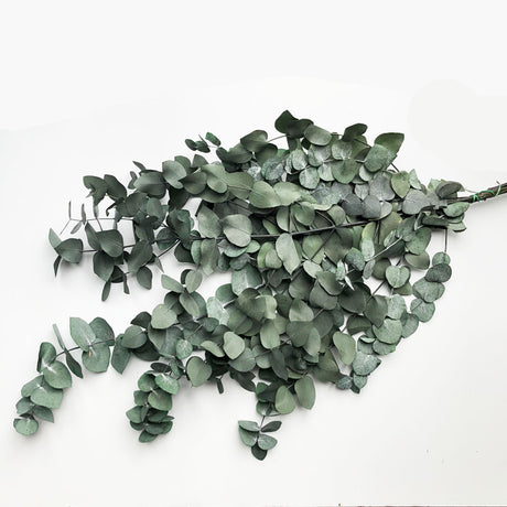 Eucalyptus Cinerea, Preserved, Green, 65cm
