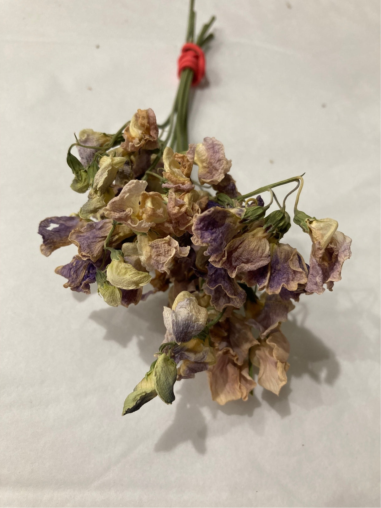 Everlasting Sweet Peas, British, Organic, Natural mauve/cream, Bunch x 5