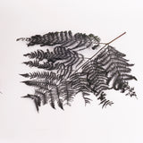 Fern, Falcioni, Preserved, Green, Bunch x 5 Stems
