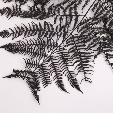 Fern, Falcioni, Preserved, Green, Bunch x 5 Stems