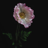 Papaver, (Poppy), Artificial, Pink, 65cm
