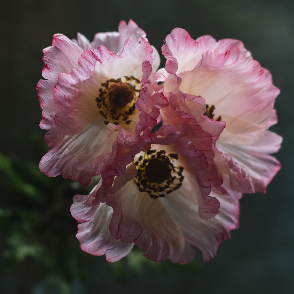 Papaver, (Poppy), Artificial, Pink, 65cm