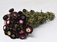 Helichrysum Dark Purple