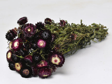 Helichrysum Dark Purple