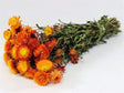 Helichrysum Orange