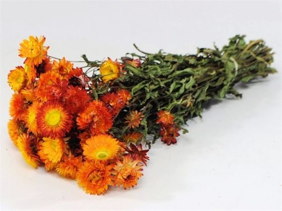 Helichrysum Orange