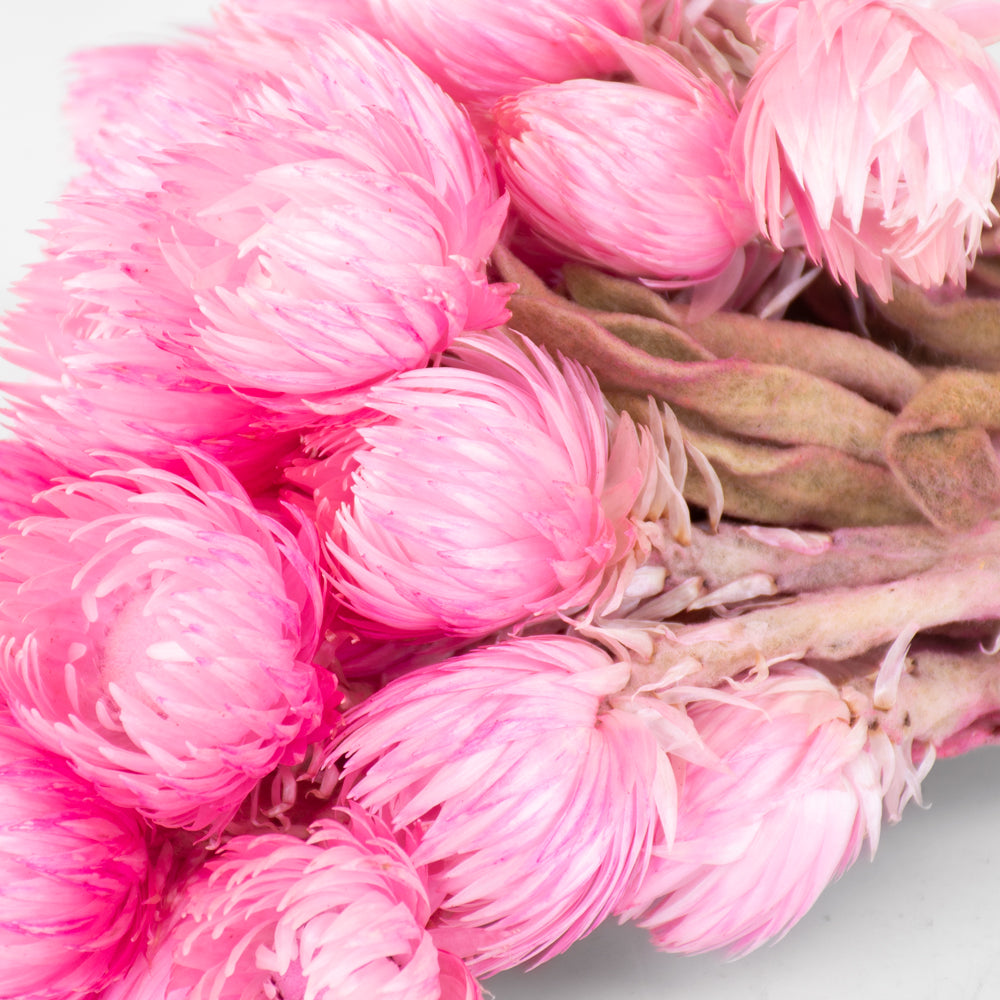 Helichrysum vestitum (capsbloem), Bright Pink