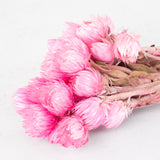 Helichrysum vestitum (capsbloem), Bright Pink
