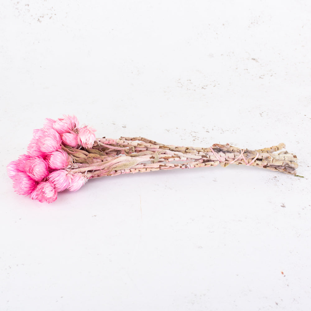 Helichrysum vestitum (capsbloem), Bright Pink