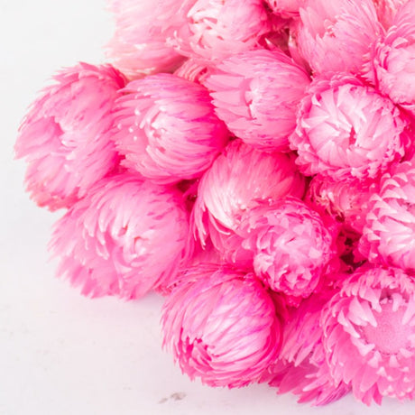 Helichrysum vestitum (capsbloem), Bright Pink