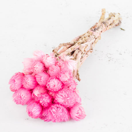 Helichrysum vestitum (capsbloem), Bright Pink