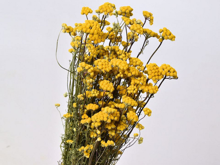 Lona, natural Yellow