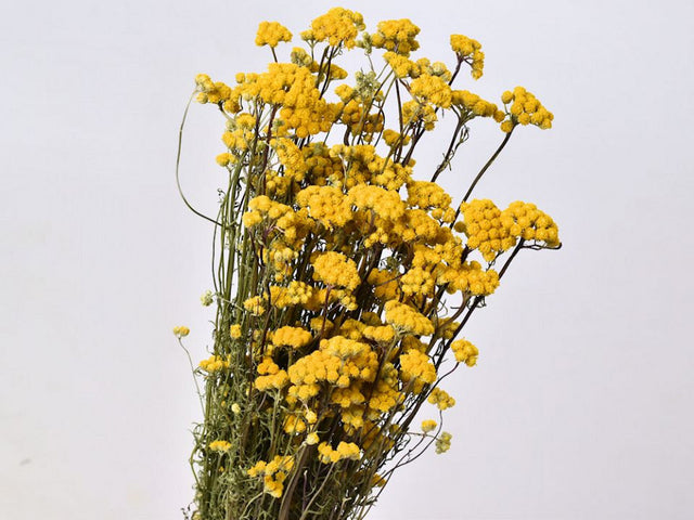 Lona, natural Yellow