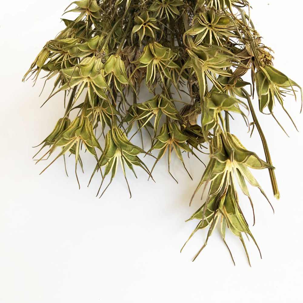 Nigella Orientalis, Dried, Natural Green, 55cm