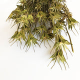Nigella Orientalis, Dried, Natural Green, 55cm