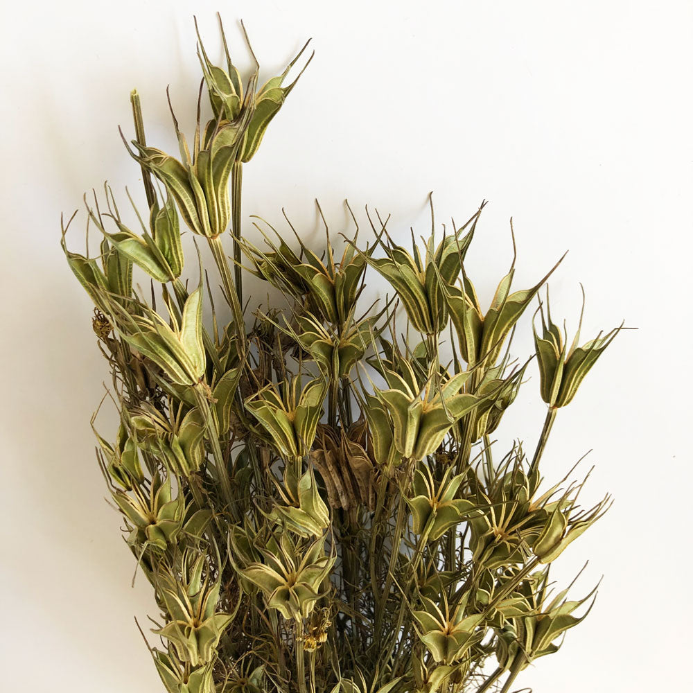 Nigella Orientalis, Dried, Natural Green, 55cm