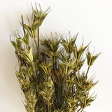 Nigella Orientalis, Dried, Natural Green, 55cm