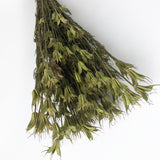 Nigella Orientalis, Dried, Natural Green, 55cm