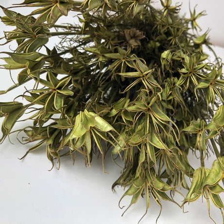 Nigella Orientalis, Dried, Natural Green, 55cm