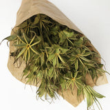 Nigella Orientalis, Dried, Natural Green, 55cm