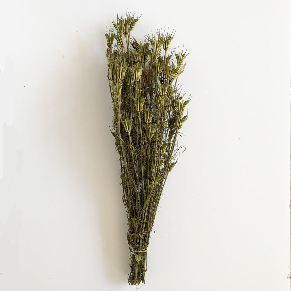 Nigella Orientalis, Dried, Natural Green, 55cm