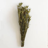 Nigella Orientalis, Dried, Natural Green, 55cm