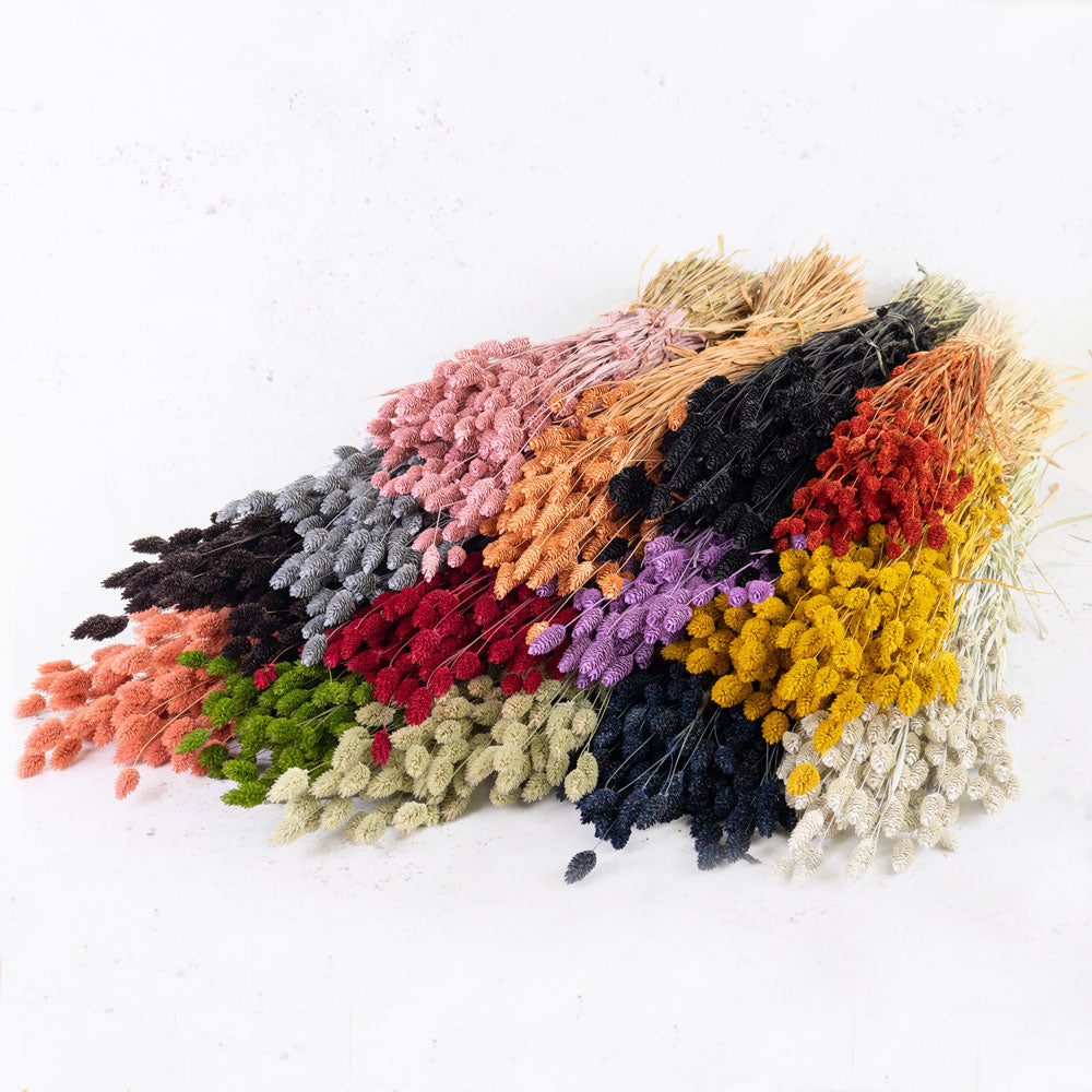 A photo of lots of different coloured phalaris bunches.