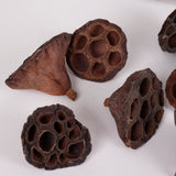 Lotus Heads, Small, Bag of 30