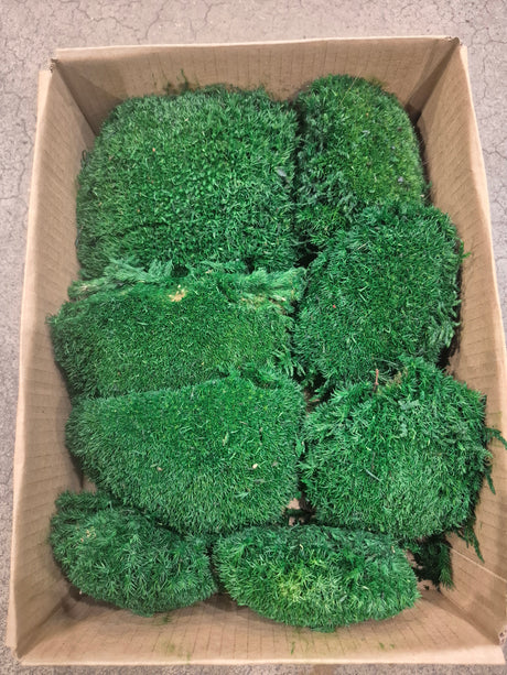 Ball Moss, Fire Retardant, Preserved, Dark Green, 500g