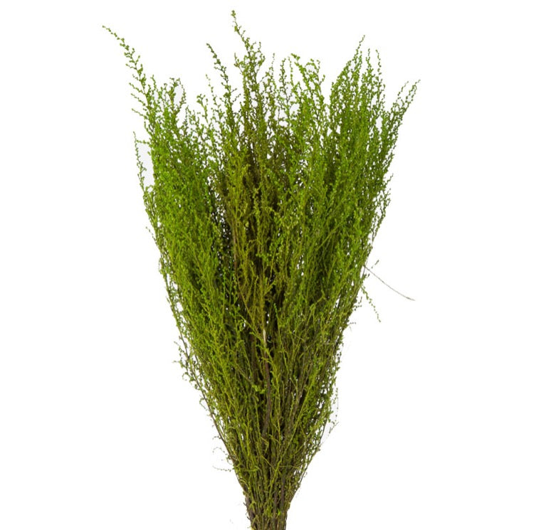Stoebe, Preserved, Green, Bunch